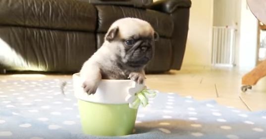 pug puppy in a flower pot