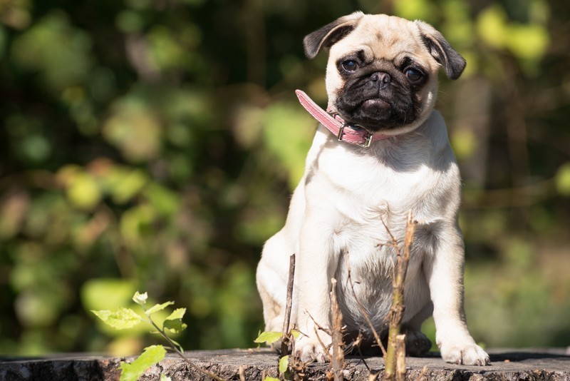 pug puppy