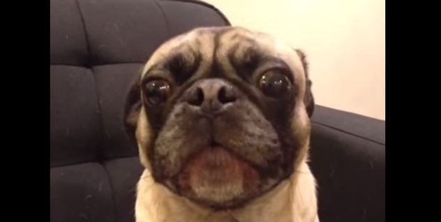 pug singing