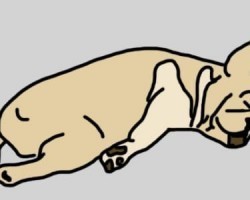 A Dog’s Sleeping Position Tells Us a Lot About Him. Check Out What That Is!