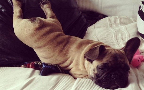 pug sleeping