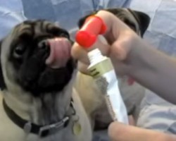 [VIDEO] Learning How to Brush Your Pug’s Teeth Is Easier Than You May Think