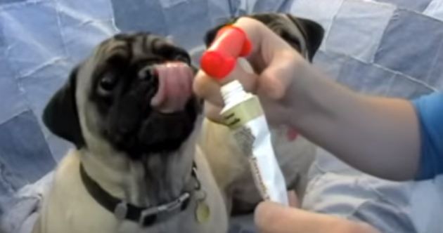 pug toothbrushing