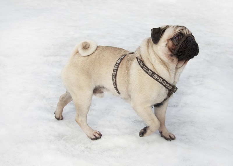 pug walking in snow