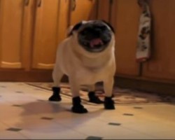 [VIDEO] Watch How This Cute Pug Responds to His New Winter Boots – Hilarious!