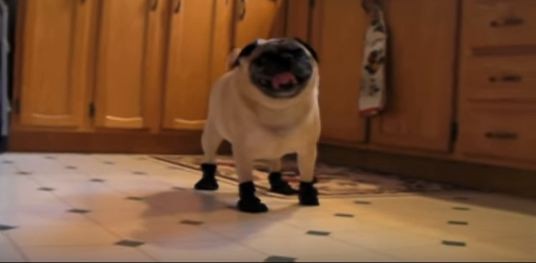 pug wearing winter boots