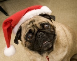 Holiday Foods That You Should NEVER Feed Your Pooch
