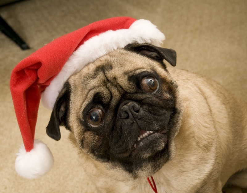 pug with Christmas hat begging