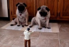 (Video) Two Pugs Are Attacked by a Zombie, and Their Reaction is Hysterical