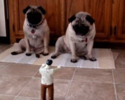 (Video) Two Pugs Are Attacked by a Zombie, and Their Reaction is Hysterical