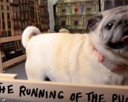 [VIDEO] Check Out This Impressive and Dramatic “Running of the Pugs” Version!