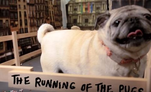 running of the pugs