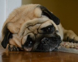 Dog Depression During the Winter – Do Doggies Really Get Down in the Dumps?