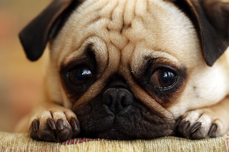 sad pug puppy