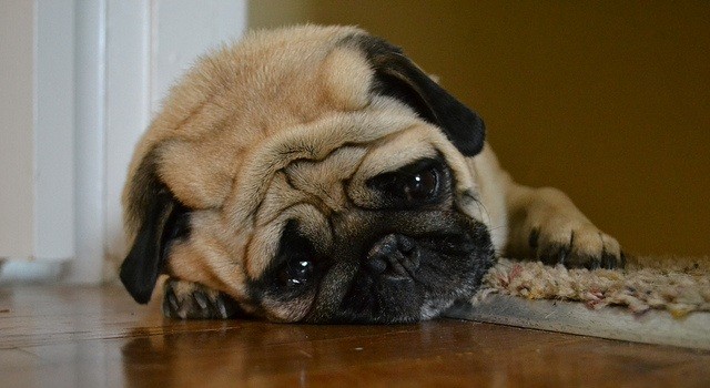 sad pug