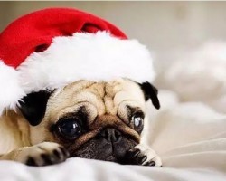 6 Festive Pugs That Can’t Wait for the Holidays to Arrive!