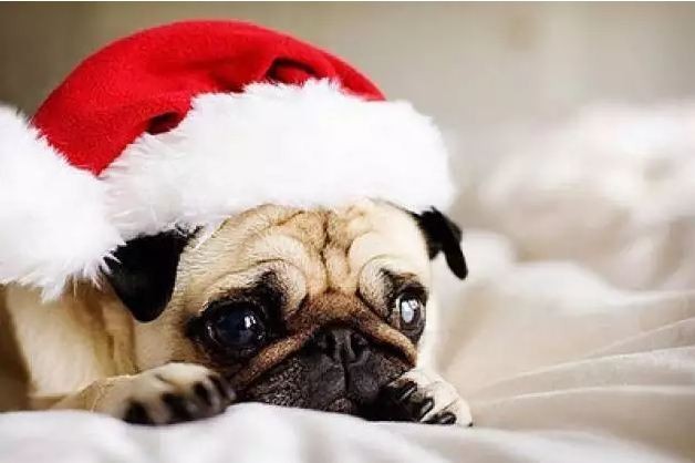 santa pug