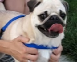 [VIDEO] Have You Ever Seen a Screaming Pug Rocket? This is tooo Cute!!!