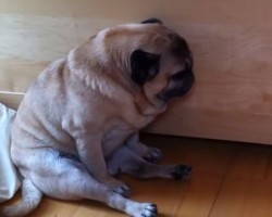 [VIDEO] Silly Pug is Sleeping While Sitting and Then THIS Happens…