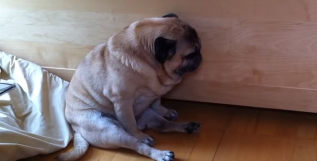 sleeping pug