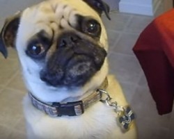 [VIDEO] You’ll Never Guess What Food This Spoiled Pug Gets Fed… Yum!!