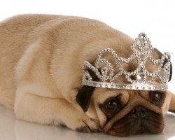 What?! You’ll Never Guess Just How Much Owners Are Expected to Spend on Their Furry Friends This Year!