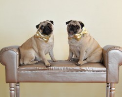 The Great Cloning Debate… Would You Clone Your Pooch?