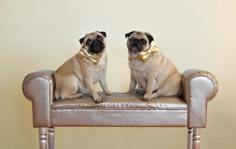 two pugs side by side