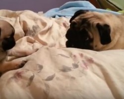 [VIDEO] When an Older Pug Plays with a Baby Pug, THIS Happens…