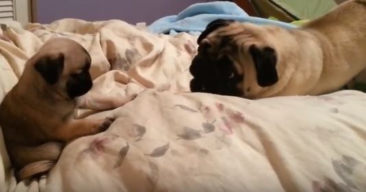 baby pugs playing