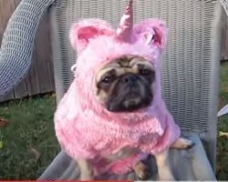 [VIDEO] You’re Cordially Invited to a… Pug Tea Party (with a Unicorn)!
