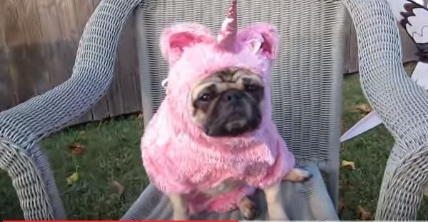 unicorn pug