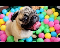 [VIDEO] This Pug in a Man-Made Ball Pit is Having the Time of His Life!