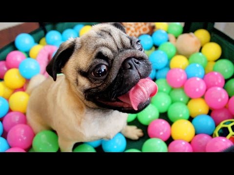 Pug in a Man-Made Ball Pit