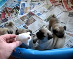 Watch This Pug Puppy Playtime… It’s SO Adorable!