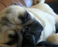 You Won’t Believe the Weird Things This Pug Does – Too Funny!