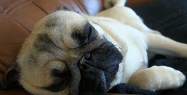 weird pug