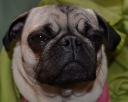 The Emotions Dogs Experience on a Daily Basis Will Astound You