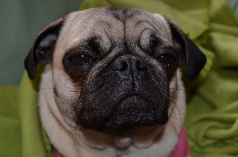 pug looking sad