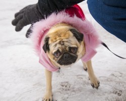 Not Sure How to Tell if Your Pooch is Cold? Check for These Signs…