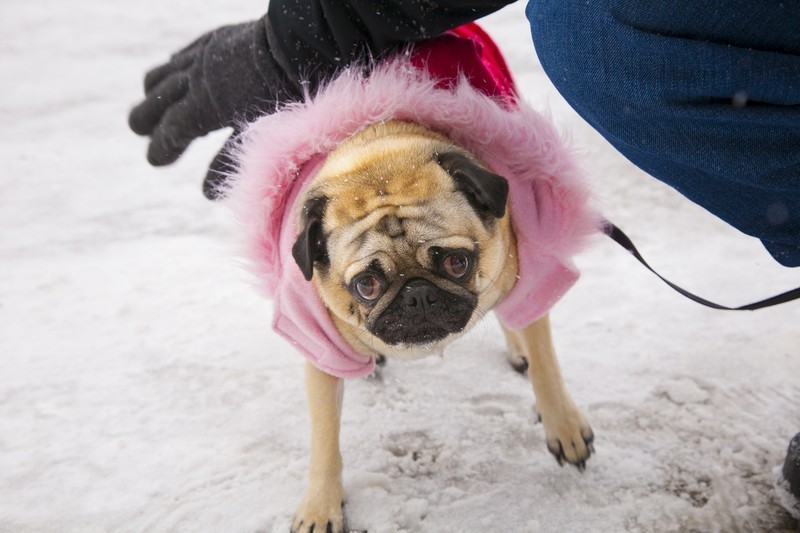 cold pug in the snow