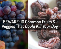 10 Common Vegetables and Fruits That Can Kill or Hurt Your Dog – BEWARE!