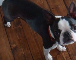 This Dog’s Tricks on a Trampoline Will Blow Your Mind! Can Your Pug Do This Too?!