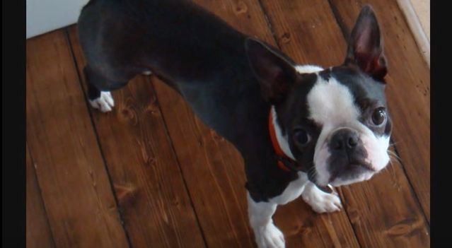Boston Terrier