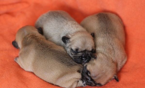 French bulldog puppies