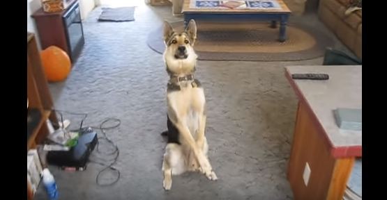 German Shepherd doing a trick