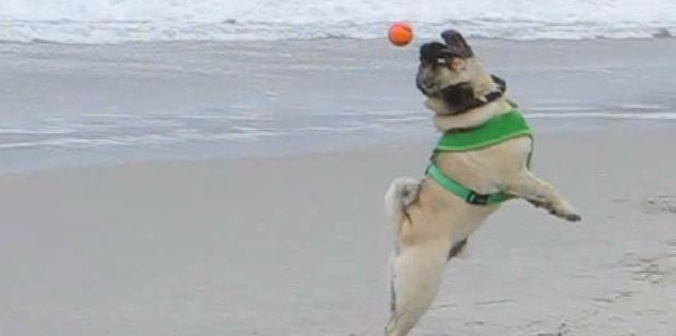 Max enjoying the beach