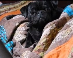 Rubin the Pug’s Survival Story Will Break Your Heart and Then Put the Pieces Back Together Again