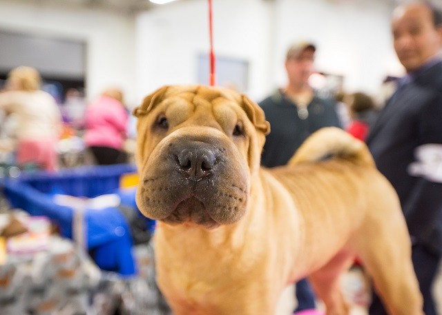 Chinese Shar-Pei