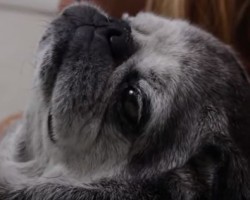This Touching Story Between a Woman and Her Pug Will Tug on Your Heartstrings